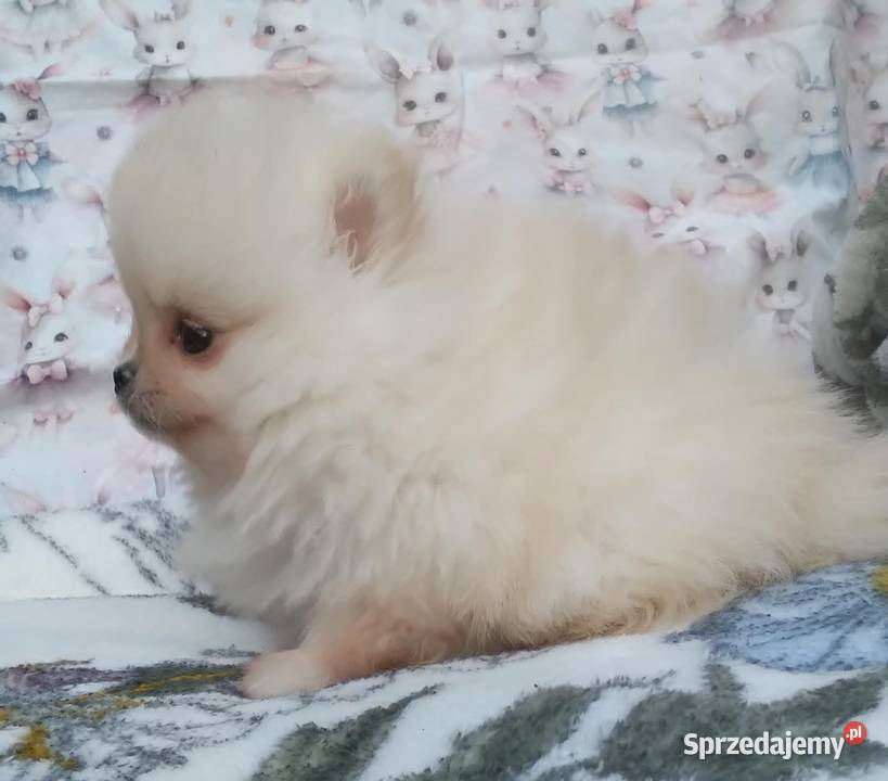 Pomeranian szpic miniaturowy cudowna MALUTKA Warszawa