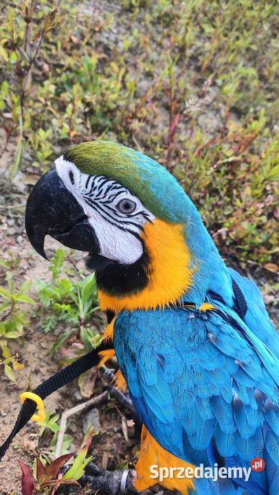 2 Ary ararauny Wadowice sprzedam