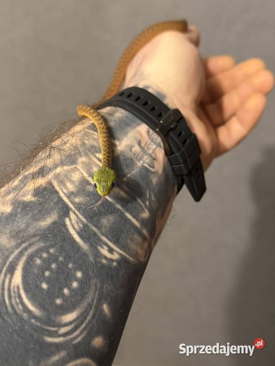 boiga cyanea płeć nieznana dolnośląskie Wałbrzych