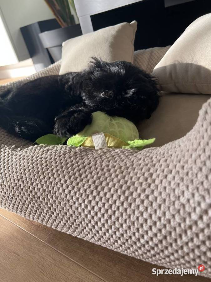 Shih tzu suczka czarna Dopiewo sprzedam