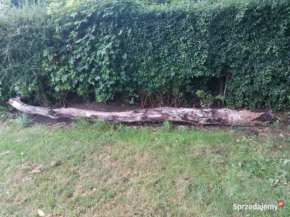 Drewno orzech wloski Kielce