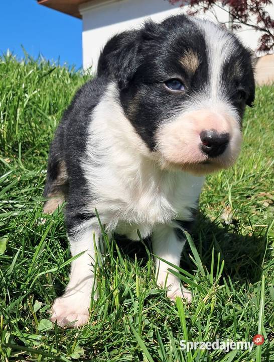 Border Collie piesek BARRY z hodowli NEGRESSE Porąbka Uszewska
