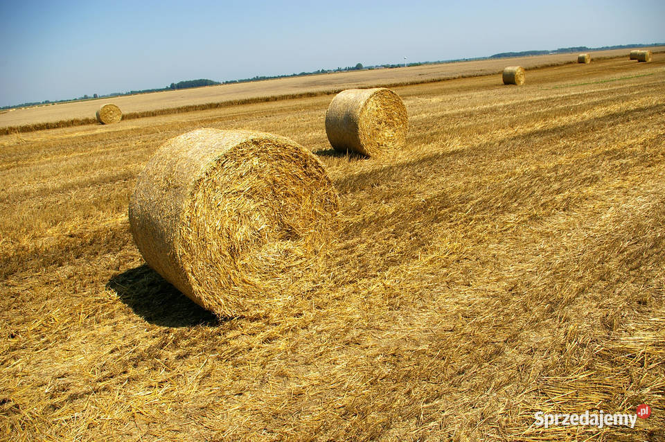 Wapno z magnezem z Kopalni Lafarge Radkowice świętokrzyskie Morawica