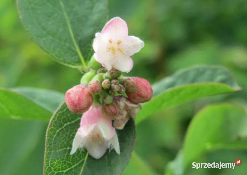 ŚNIEGULICZKA BIAŁA Symphoricarpos albus Duhamel Lubanie