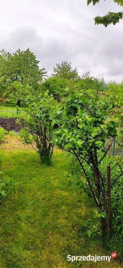 Sprzedam działkę rekreacyjną ROD Maciejka Wrocław