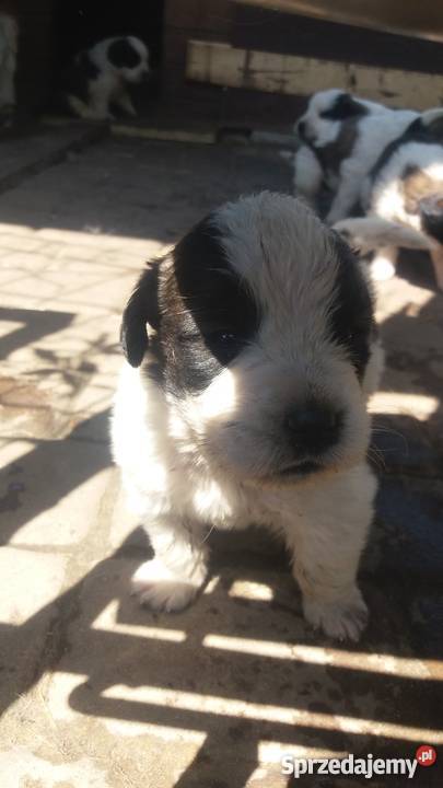 Bernardynyszczenięta Lidzbark Warmiński