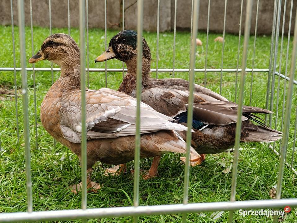 Kaczki kaczuszki call duck Łask