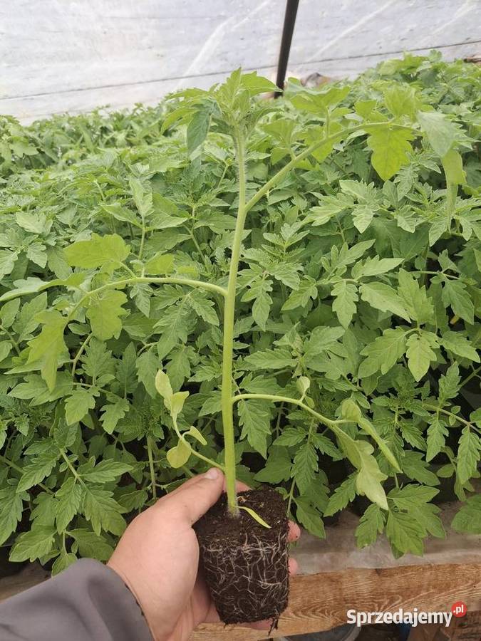 Pomidory malinowe Wawrzeńczyce