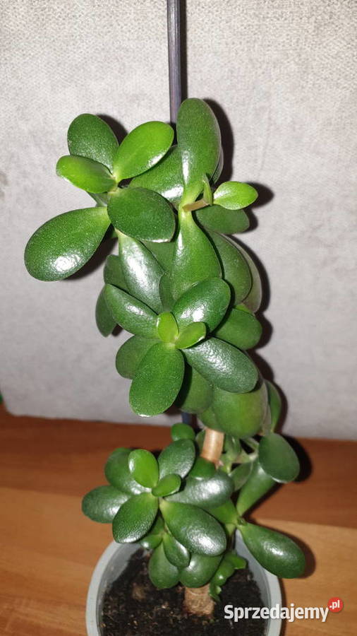 Grubosz crassula drzewko szczęścia 2 sprzedam