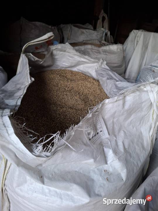 Owies Zboża Lgota Błotna