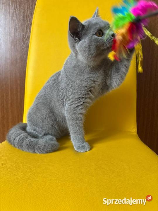 Kocięta brytyjskie z rodowodem FPL Felis Polonia