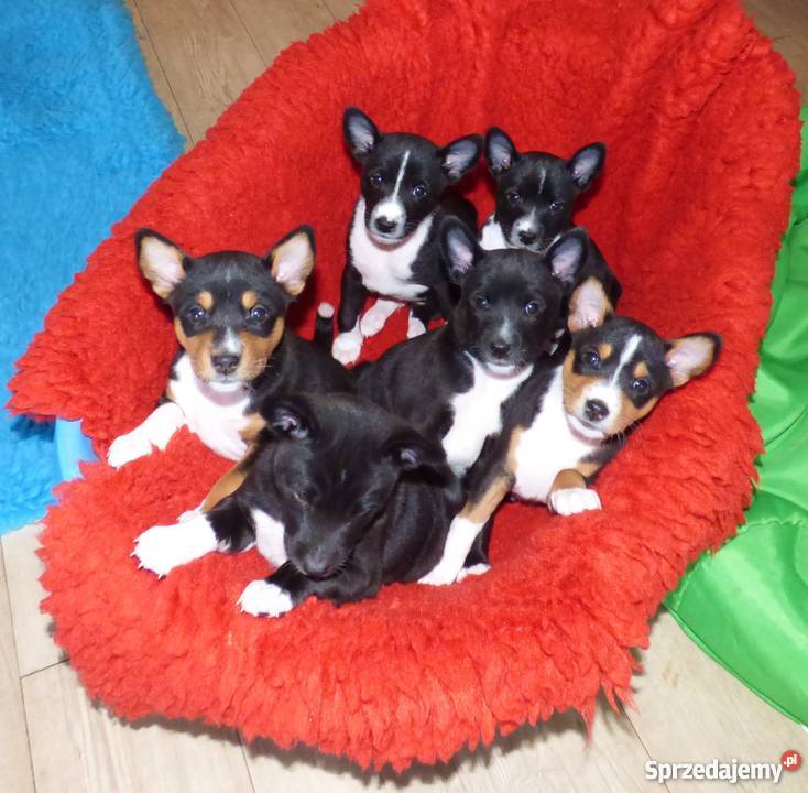 Basenji szczenięta do odbioru pod koniec czerwca Pabianice