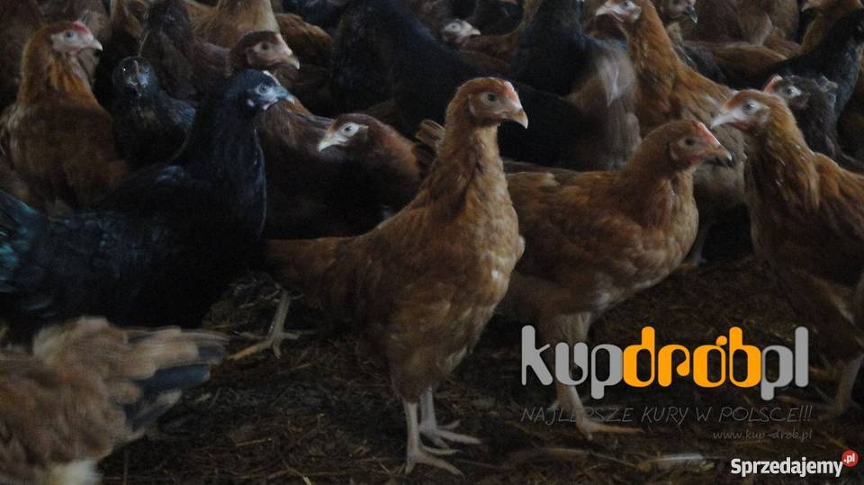 KURY Nioski ROSA 14 i 12 tyg Piękne Uczciwy wiek Żuromin sprzedam