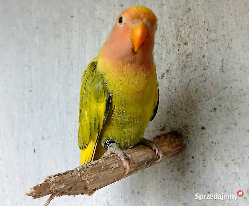Nierozłączki czerwonoczelne szeki Ostroróg sprzedam