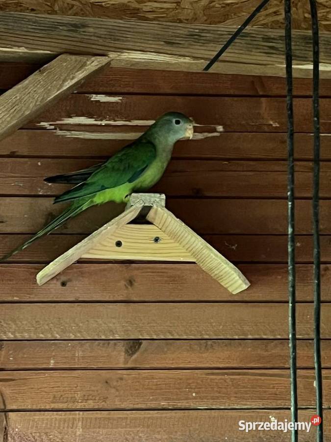 Rozella Królewska i Barabanda