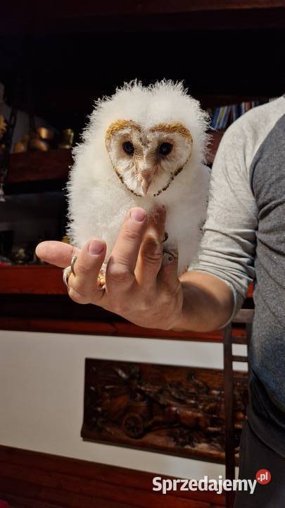 Tyto alba młode Wrocław dolnośląskie