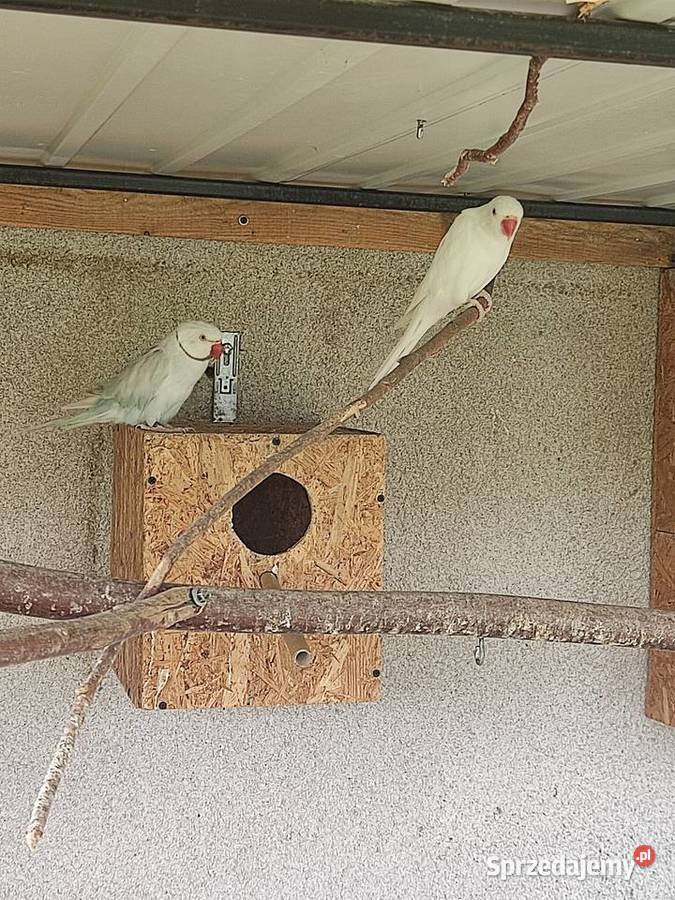 Sprzedam parę aleksandretty obrożnej Widawa
