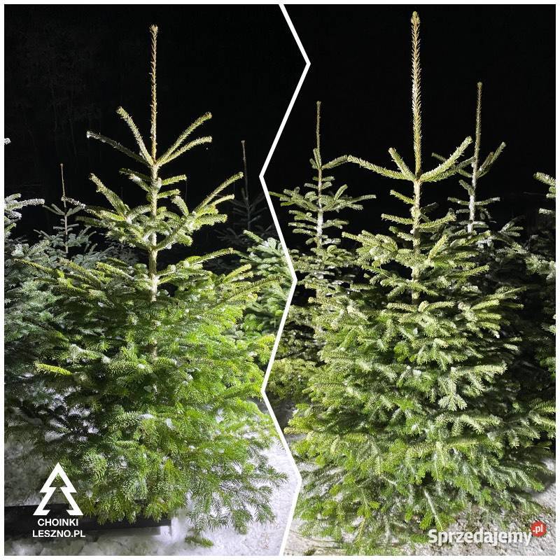 Jodła kaukaska Choinki Leszno Duży wybór Niskie Dekoracje i ozdoby Klonówiec