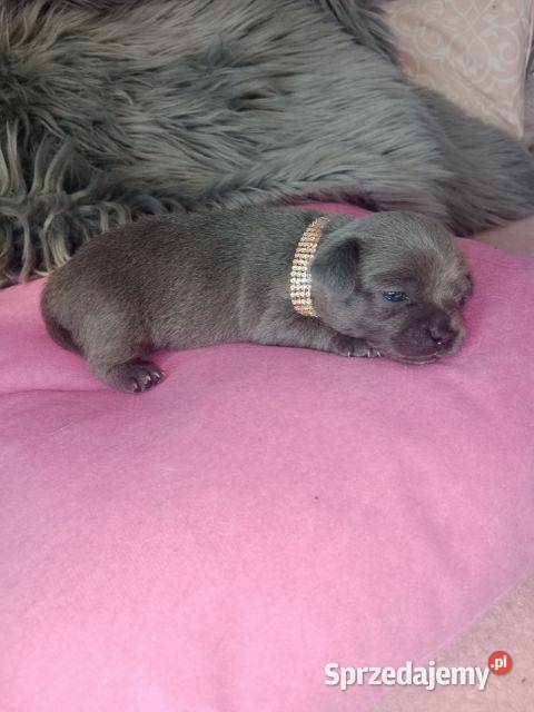 Mini Chihuahua krótkowłosa niebieska z rodowodem Chihuahua opolskie Chrząstowice