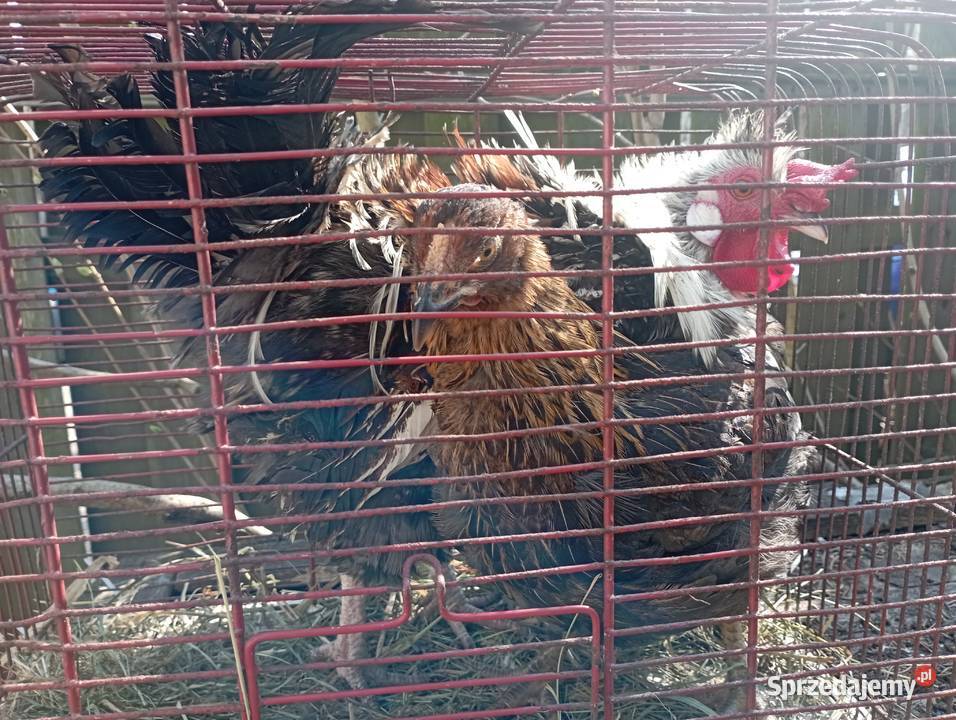 Kurki ozdobne Para Kogut lokowany z kurką Tuszyn