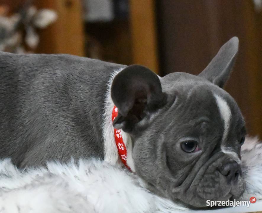 Buldog francuski sunia Gotowa do odbioru łódzkie Łódź