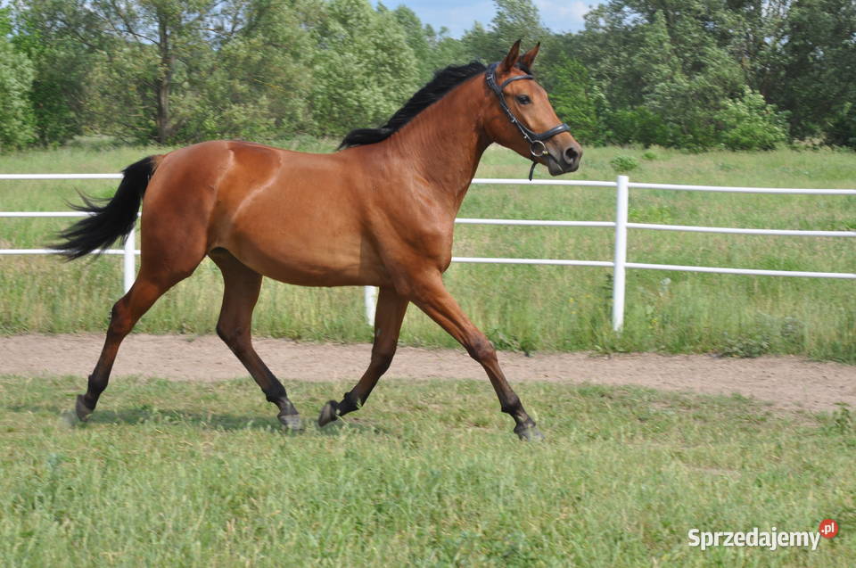 Klacz dwulatka przyszłościowa Mogielnica