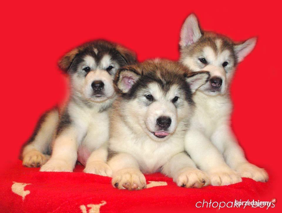 Alaskan Malamute Rodowodowe szczenieta Lubin