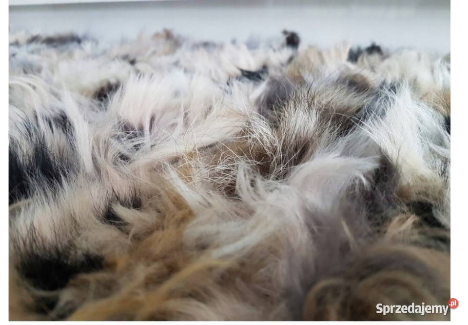 Dywan narzuta z Toscana lisa i jenota ręcznie małopolskie Zakopane