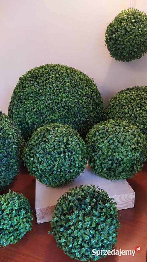 Kule bukszpanowe lubelskie Lublin