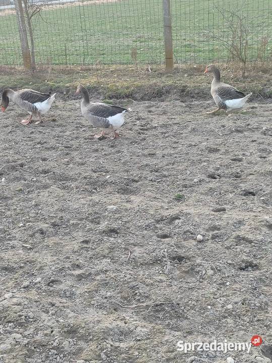 Sprzedam gęsi landes Konopnica