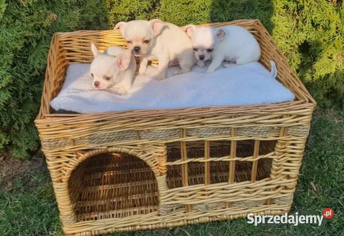 Chihuahua śliczne pieski biale I kremowe Częstochowa sprzedam