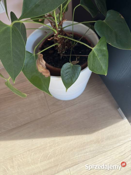 Piękny kwiatek z osłonką i doniczką