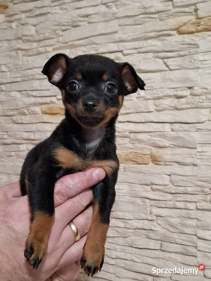 Chihuahua szczeniaczek