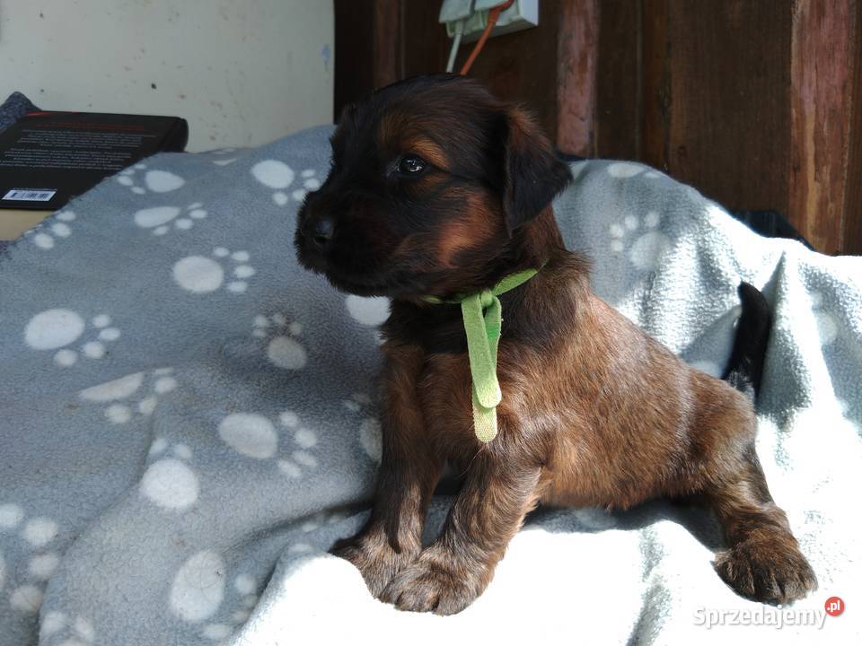 Briard Berger de brie Francuski owczarek Nowy Targ