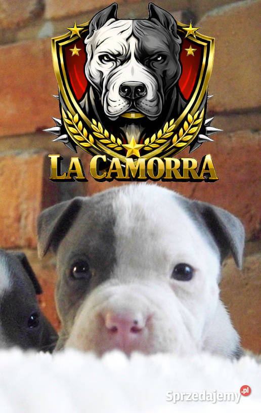 American Staffordshire Terrier Amstaff Paczków sprzedam