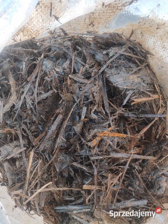 Obornik koński w workach Sobolewo