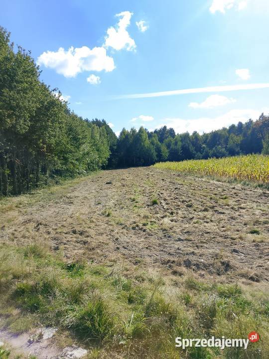 Działka rolna rekreacyjna budowlana 10zl metr Sprzedaż Podwody-Kolonia sprzedam