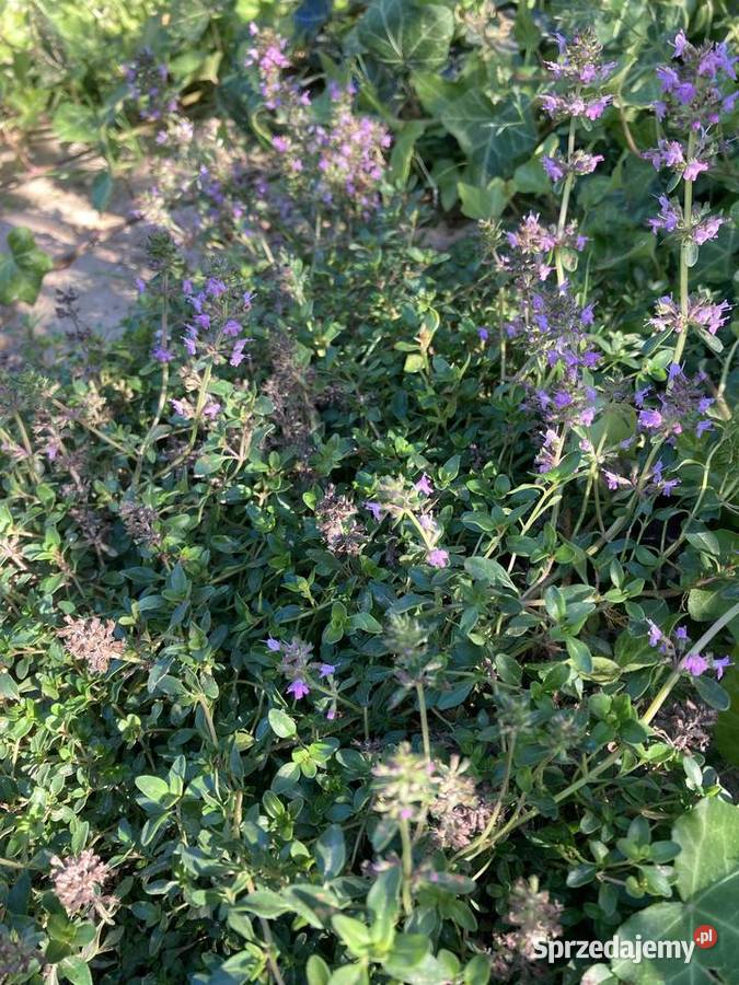Macierzanka piaskowa pachnąca miododajna Lublin
