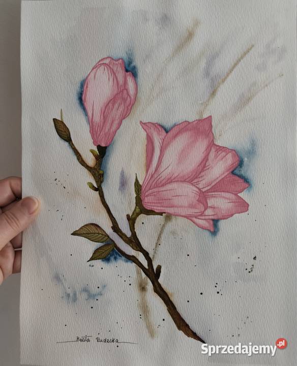 Akwarela Akwarelka Obraz pt Magnolia 225 x 30 Malarstwo Katowice