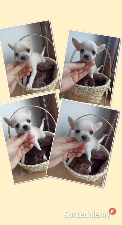 Mini Suczka kremowo biała chihuahua krótkowłosa sprzedam
