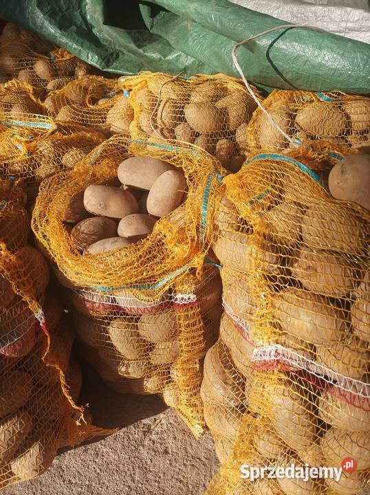 Ziemniaki Queen Anne Rośliny okopowe Okręglica sprzedam