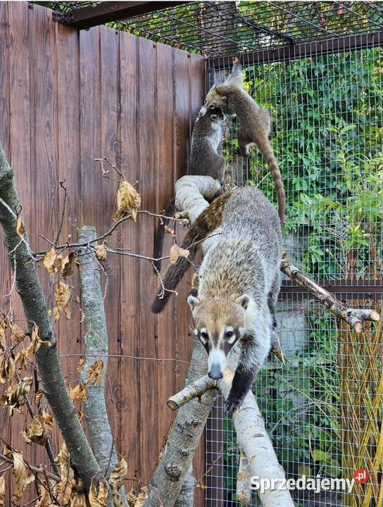 Ostronos białonosy Siedlce