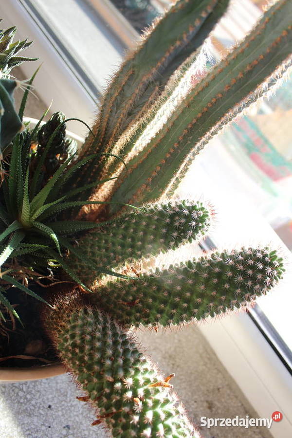 Sukulenty Kaktusy Żywe 5 Rodzajów 47 Kwiaty