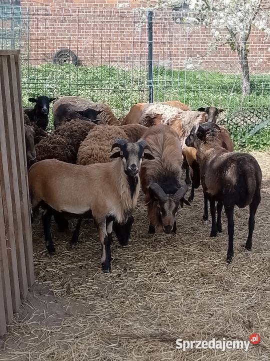 Owce kameruńskie Owce sprzedam