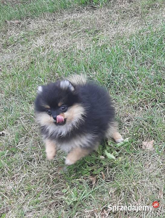 Szpic miniaturowy pomeranian sunia łódzkie