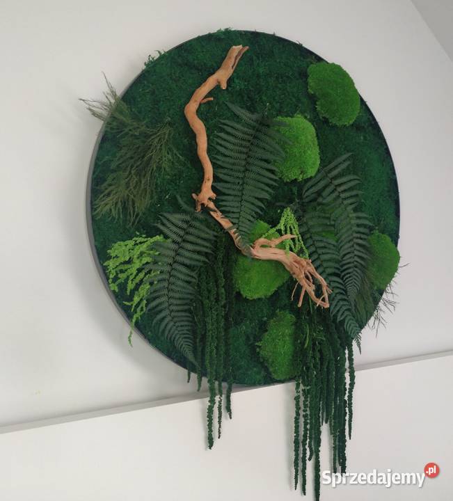 Obraz w czarnej metalowej ramie Mech paprocie Dekoracje i ozdoby Kraków