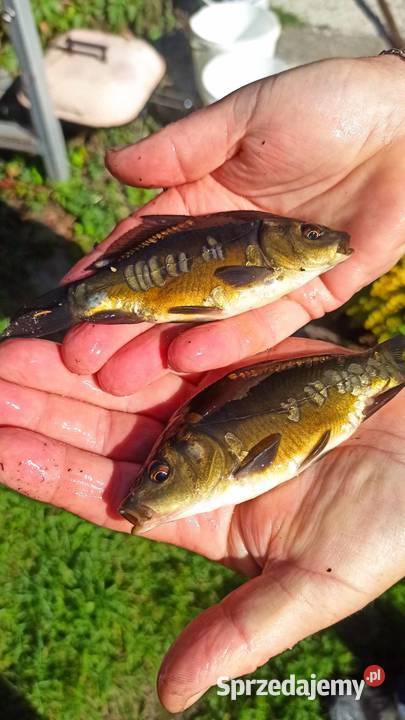 Narybek karpia lina i karasia Kniewo