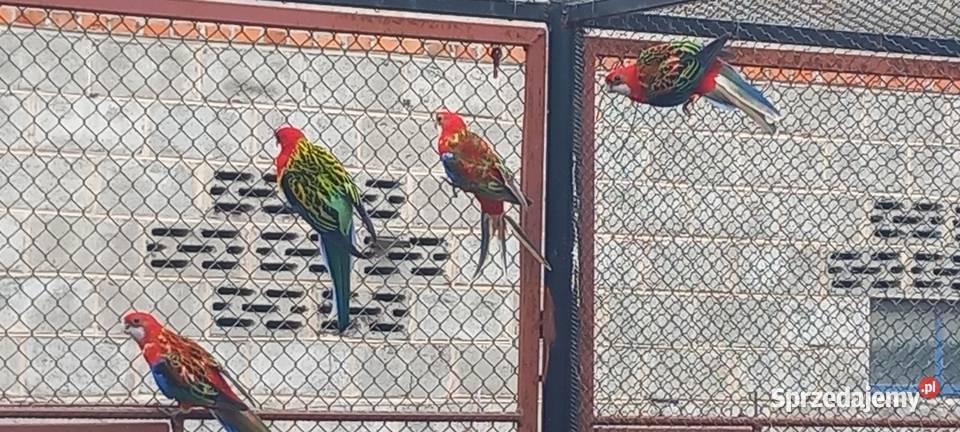 Sprzedam rozelle Ptaki Konin sprzedam