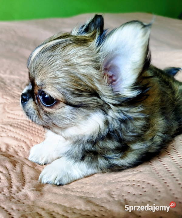 Chihuahua maleńki piesek Konin