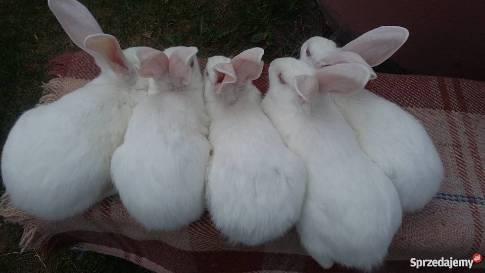 Sprzedam młode króliki termondzkie białe Nowodwór